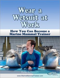 Wear a Wetsuit at Work: How You Can Become a Marine Mammal Trainer